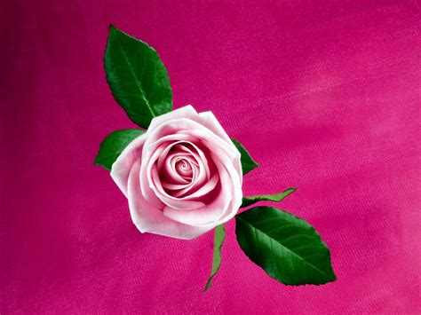 Custom made unique wallpaper designed to suit you with quick, flexible shipping Cool Pink Rose Wallpapers | HD Wallpapers | ID #9442