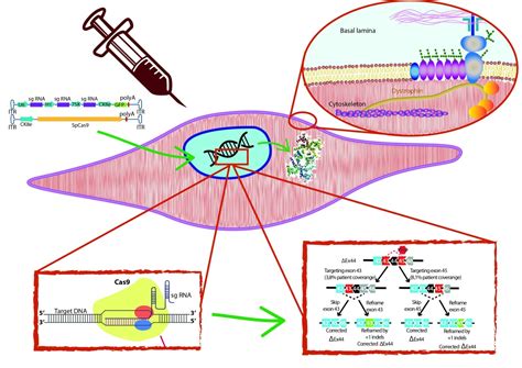 Crispr Cas Generated Mouse Model Of Duchenne Muscular Dystrophy My XXX Hot Girl