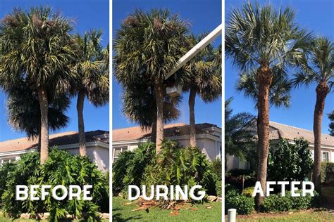 Palm Trimming Faqs And How Tos For South Florida Sherlock Tree Company