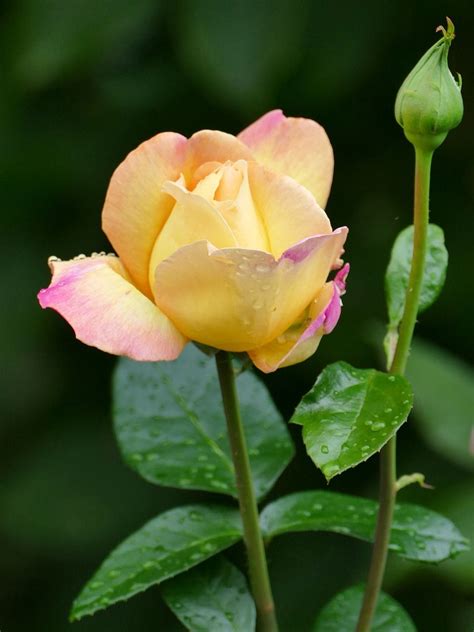 Free Image On Pixabay Flower Rose Yellow Pink Bud Beautiful