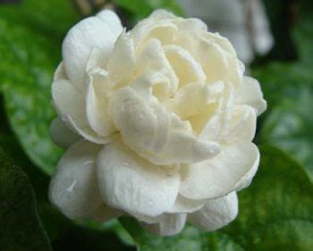 This typing test is designed with utmost accuracy to deliver great user experience and performance. Flowers Names in Gujarati | For Home | Pinterest | Chameli ...