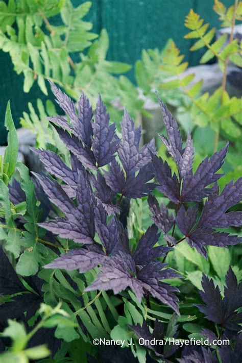 'hillside black beauty' grows well in a woodland setting, so. 'Hillside Black Beauty' bugbane (Cimicifuga simplex or ...