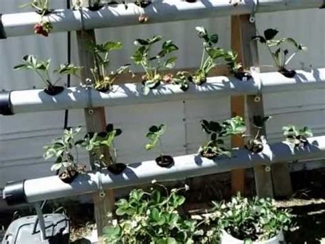 This is our fourth hydroponic strawberry tower we've have made in the past month using the mr. Aquaponics the first 12 months and aquaponics diy ~ Waters ...