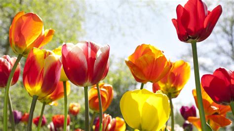 14 Popular Easter Flowers And What They Symbolize