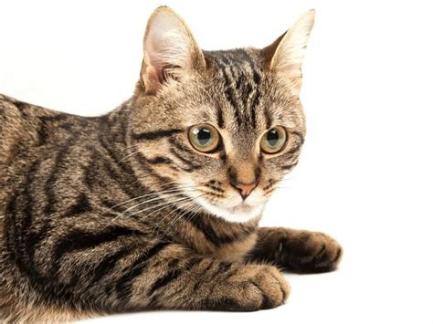 23 Common Cat Breeds That You Can Find In Your Neighborhood The Goody Pet
