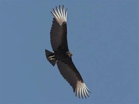 Black Vulture Identification All About Birds Cornell Lab Of