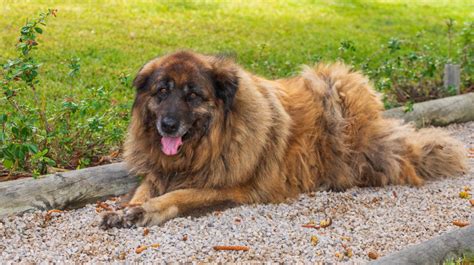 The Estrela Mountain Dog Complete Guide Animal Corner