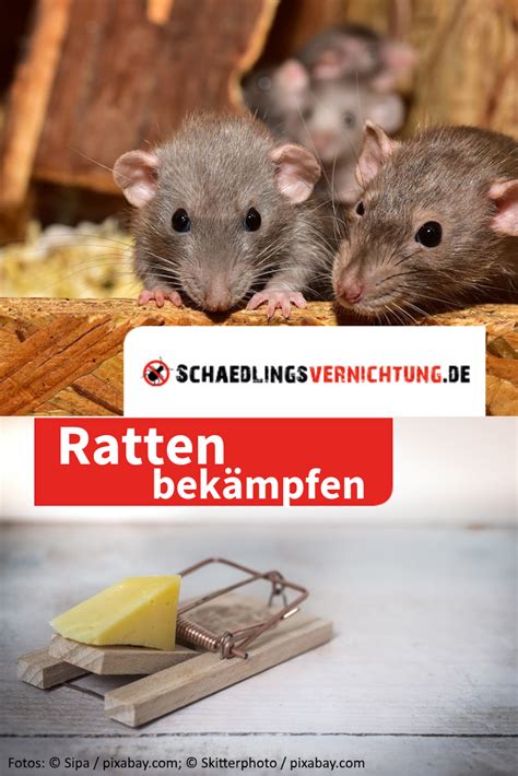 Handelt es sich nicht mehr um vereinzelte tiere, sondern um eine rattenplage, bleibt ihnen nur der weg zum kammerjäger. Rattenbekämpfung: Was tun gegen Ratten in Haus und Garten ...