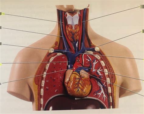 Model Arteries And Veins Of The Neck And Thorax Diagram Quizlet