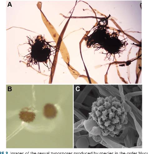 Figure 1 From Fungal Sex The Mucoromycota Semantic Scholar