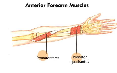 Forearm Is Rotated To Turn Palm Downward Or Backward Class 11 Biology Cbse