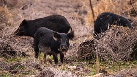 Feral Pigs Roam The South Now Even Northern States Arent Safe The