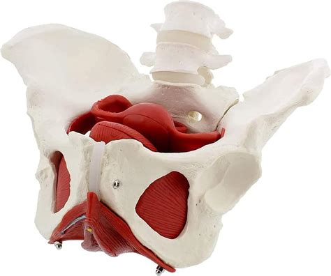 Amazon Com Anatomy Model 3D Female Pelvic Floor Model Pelvis