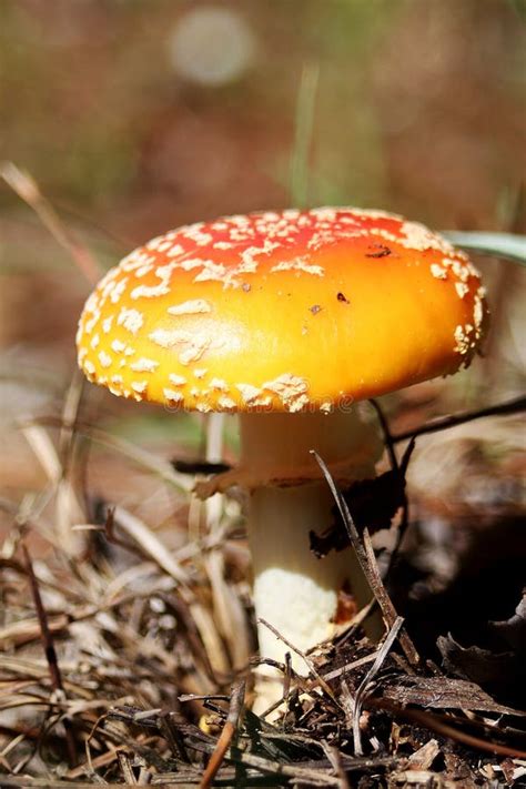 Bright Mushroom Stock Photo Image Of Fungus Orange 92309438