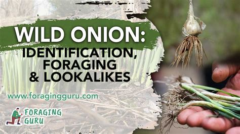 Wild Onion Identification Foraging And Lookalikes Youtube