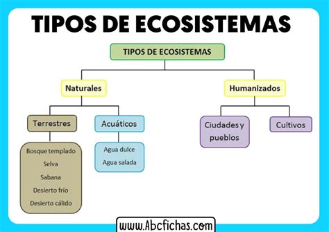 Elementos De Un Ecosistema Abc Fichas Images
