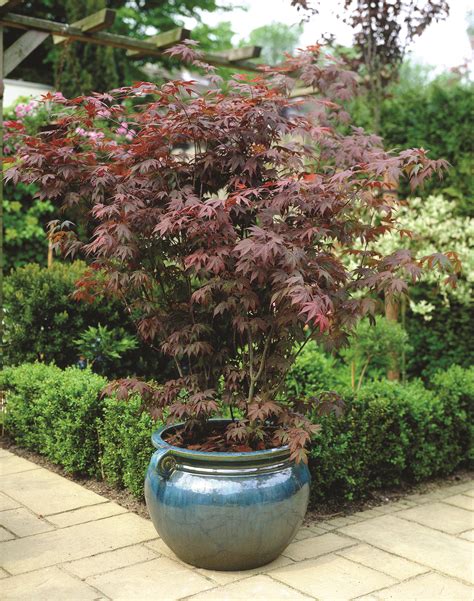 These Are The Best Small Garden Trees Small Trees For Garden