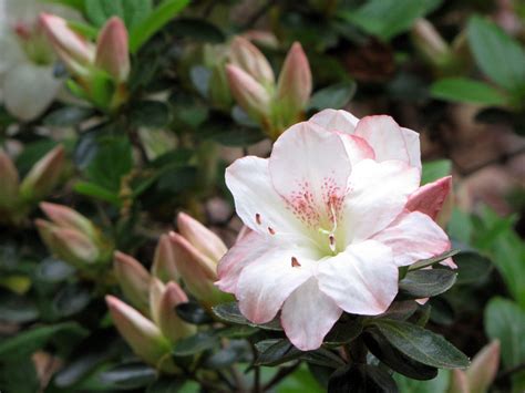 Known for their incredible adaptability. White & Pink Azalea | Rhododendron cultivar. United States ...