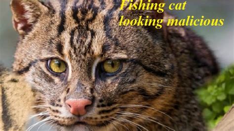Top 33 Stunningly Beautiful Biggest And Best Big Pets Cats 33 Largest