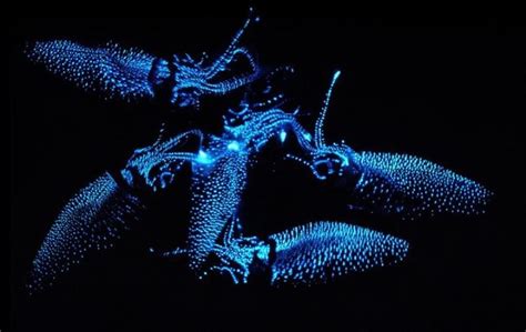 10 Stunning Glow In The Dark Animals