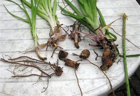Some bulbs are buried up to 8 inches below the surface. How To Get Rid Of Flower Bulbs - Eliminating Bulb Plants ...