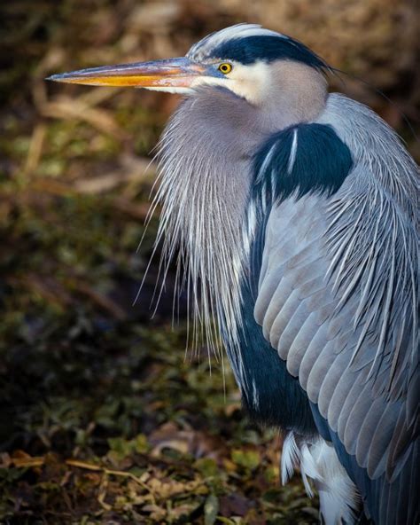Photographer Captures Stunning Image Of Great Blue Heron In Cuyahoga