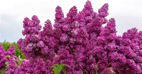 How To Grow And Care For Lilac Bushes Gardeners Path