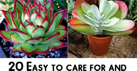 20 Easy To Care For And Hard To Kill Houseplants Plants 101 Gardening
