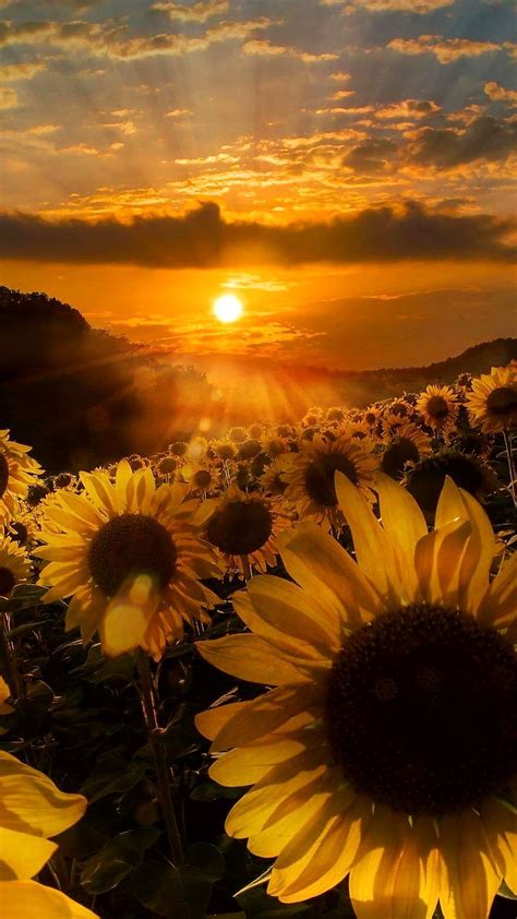 √ Sunflower Sunset Wallpaper