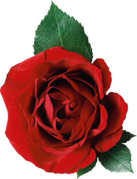 Maybe you would like to learn more about one of these? Rose png image, free picture download image with ...
