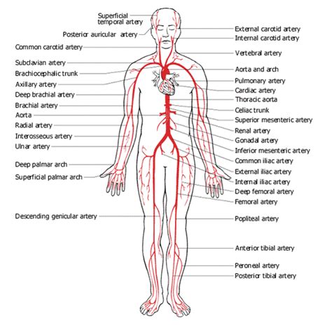 Your pulmonary vein brings blood back to your heart, and the process. label worksheet arteries and veins | Jermaine blog