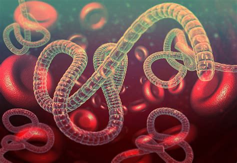 An ebola outbreak in guinea that has so far sickened scientists knew the ebola virus can persist for a long time in the human body; Ebola Outbreak 2021 in Guinea . Is This The Another ...