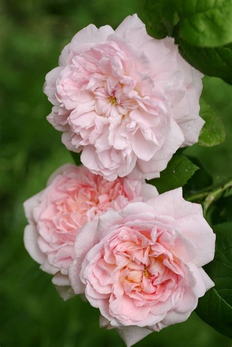 Eglantyne English Rose Beautiful Flowers Blooming Rose David