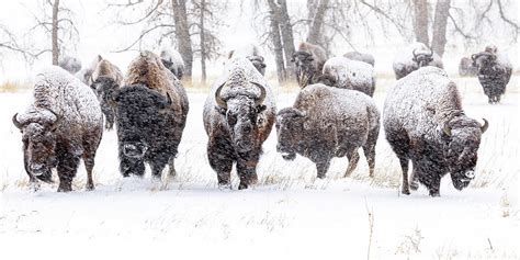 Bison Herd Moving Through A Snowstorm Photograph By Tony Hake Fine