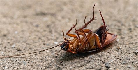 6 Effective Steps To Keep Cockroaches Out Of Your Home