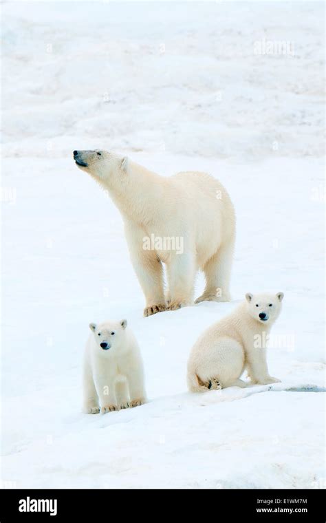 Polar Bear Mother Ursus Maritimus And Cubs Wrangel Island Chukchi