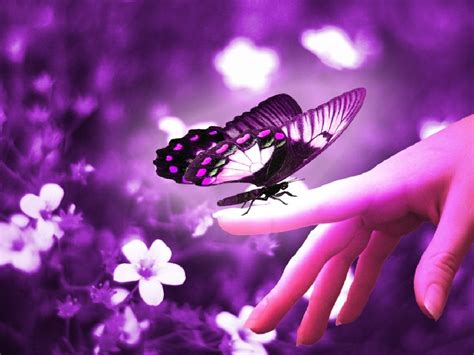 Beautiful Purple Butterfly Animal