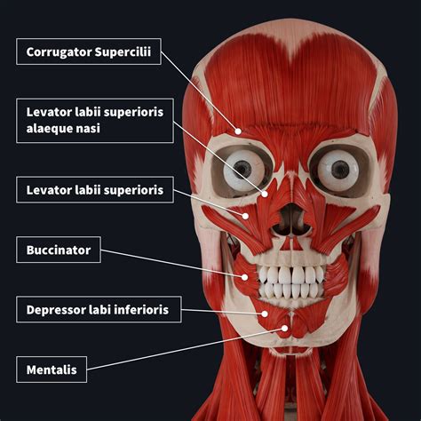 The Muscles Of Facial Expression An Tâm