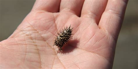 Types Of Sticker Weeds What To Look For And How To Get Rid Of Them