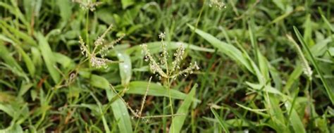 Have Bahia Grass Everything You Need To Know About It
