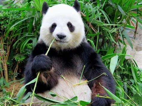 25 Facts About Cute Pandas You Wont Believe Always Pets