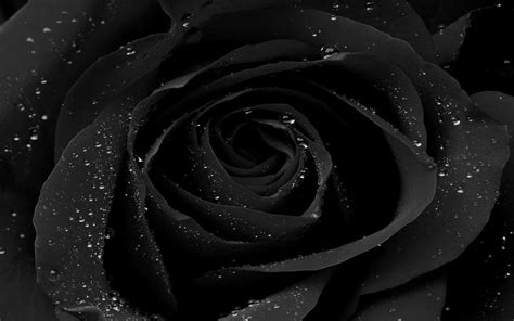 4k Black Wallpaper Rose Free