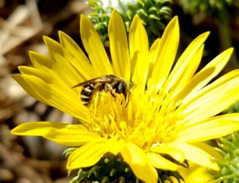 Bed bugs are very tiny brown insects who feed on the blood of humans and animals. Wild Wednesday: Carpenter Bee | Thrasher Termite & Pest ...
