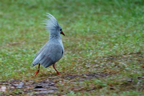 10 Intriguing Animals Whose Names Start with The Letter K