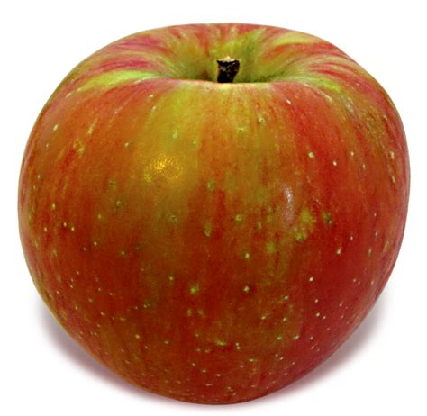 Forty years ago there were only a few options for those who didn't want to be stuck snacking on a soft, mealy apple. New England Honeycrisp: the real deal - New England Apples