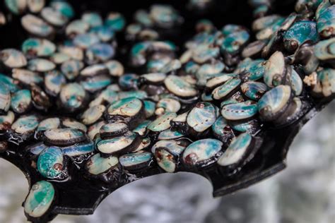 Перевод контекст abalone c английский на русский от reverso context: In South Africa, abalone farming goes for gold « Global ...