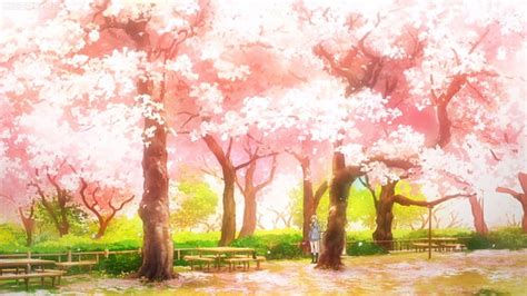 Cherry Tree Pretty Scenic Sakura Blossom Bonito Cherry Blossom