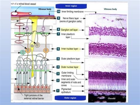 Anatomy Of Retina Anatomical Charts And Posters
