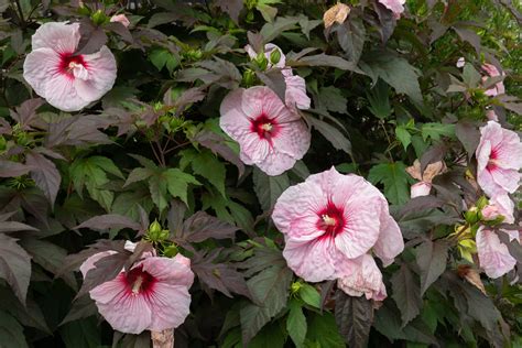 Hardy Hibiscus Plant Care Growing Guide