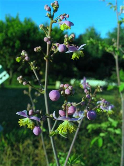 3839 sw golf course road, cornelius, or 97113 ph: Thalictrum rochebrunianum